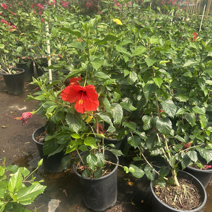 Red Hibiscus