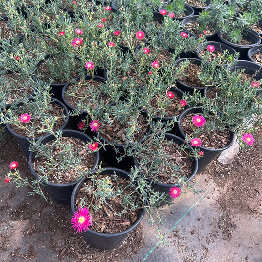 1 gallon Red Ice Plant (Drosanthemum speciosum) in nursery pot — Phoenix, AZ