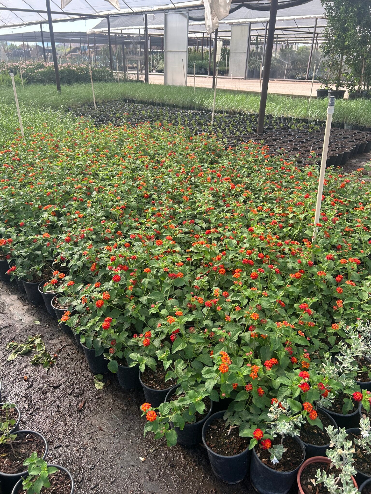 Red Lantana - 1 Gallon
