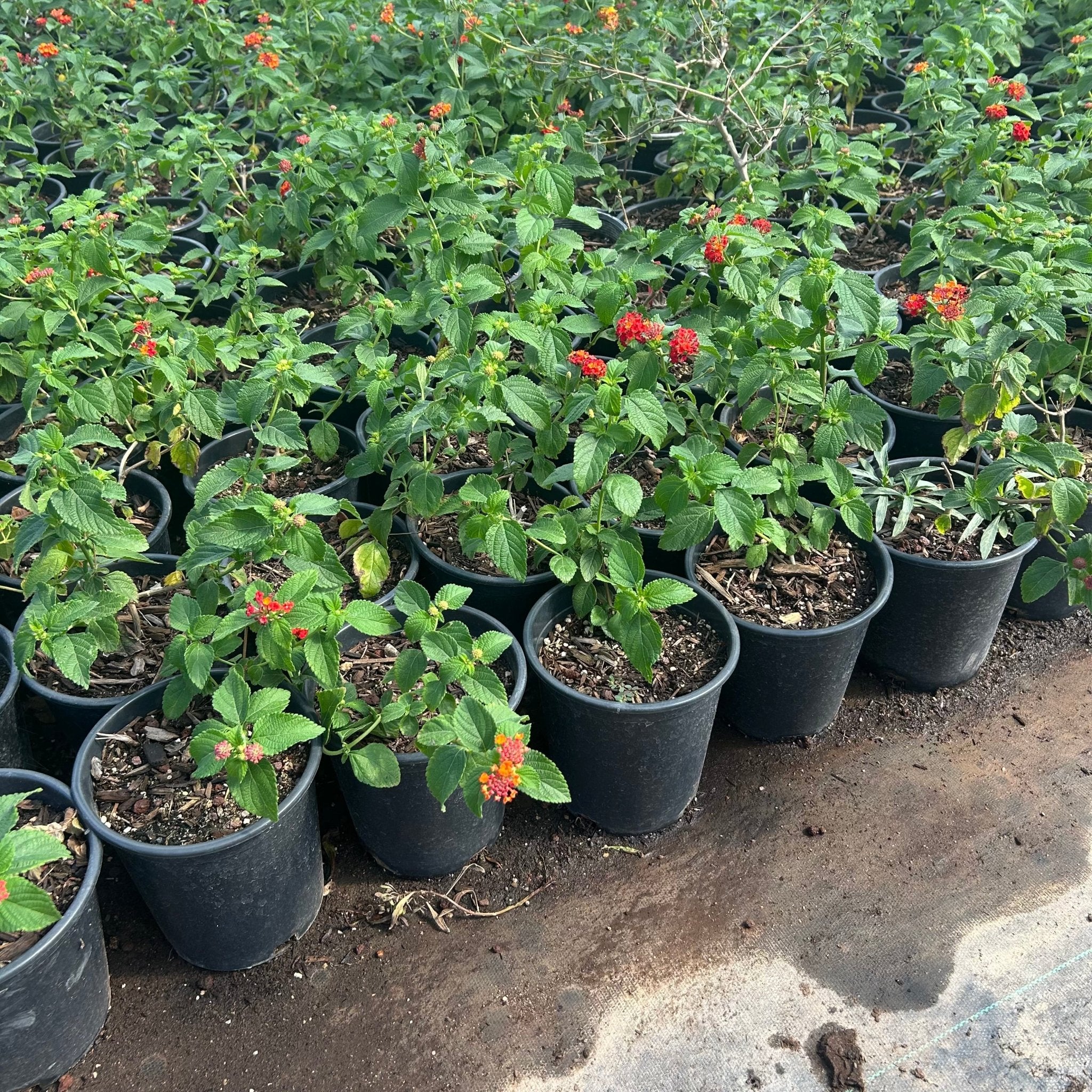 1 gallon Red Lantana (Lantana camara) in nursery pot — Phoenix, AZ