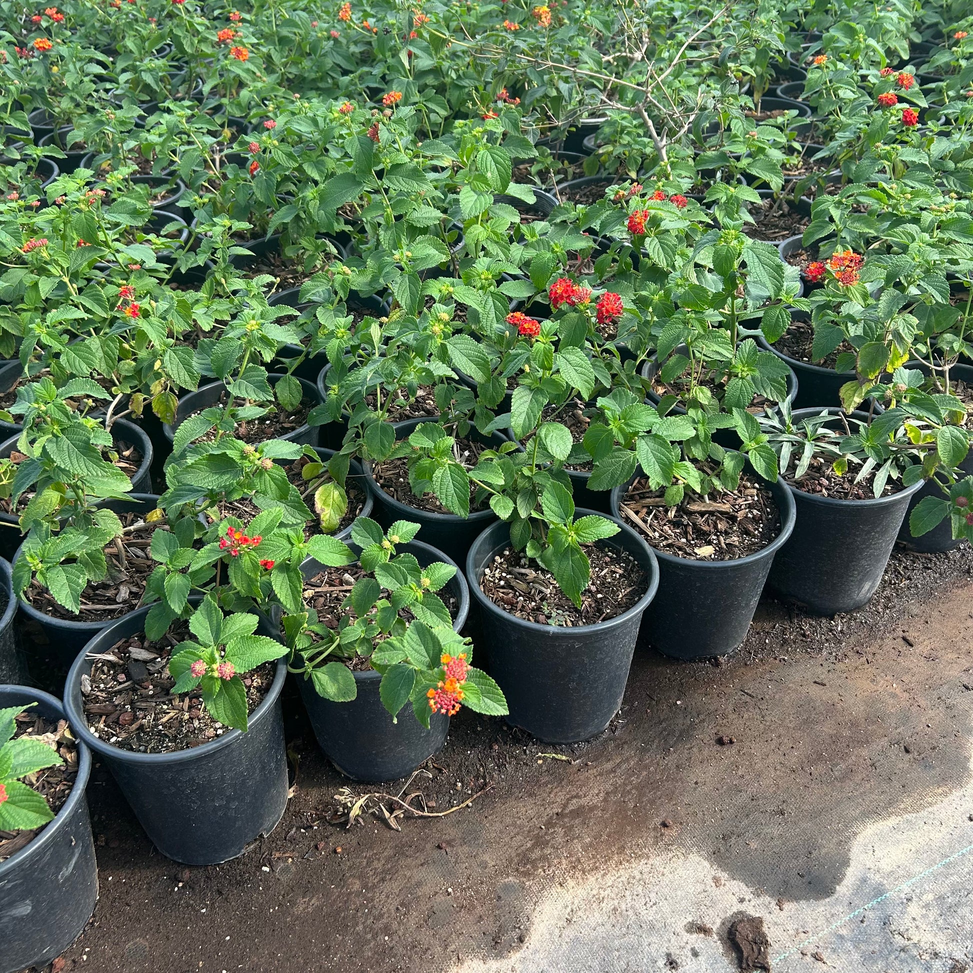 1 gallon Red Lantana (Lantana camara) in nursery pot — Phoenix, AZ