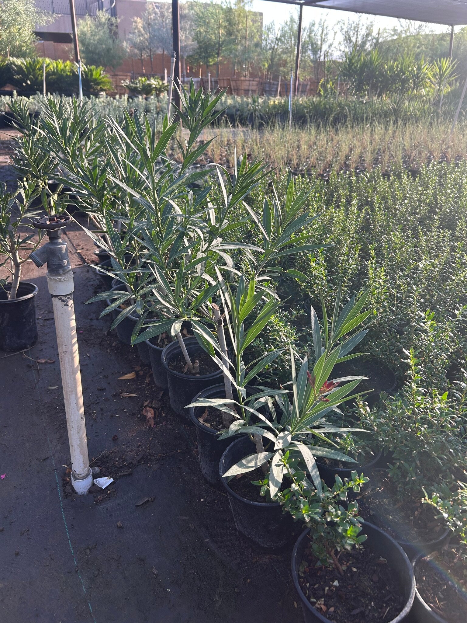 Red Oleander