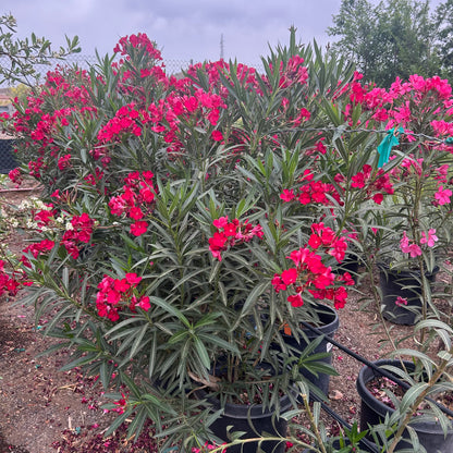 15 gallon Red Oleander (Nerium oleander) in nursery pot on gravel — Phoenix, AZ