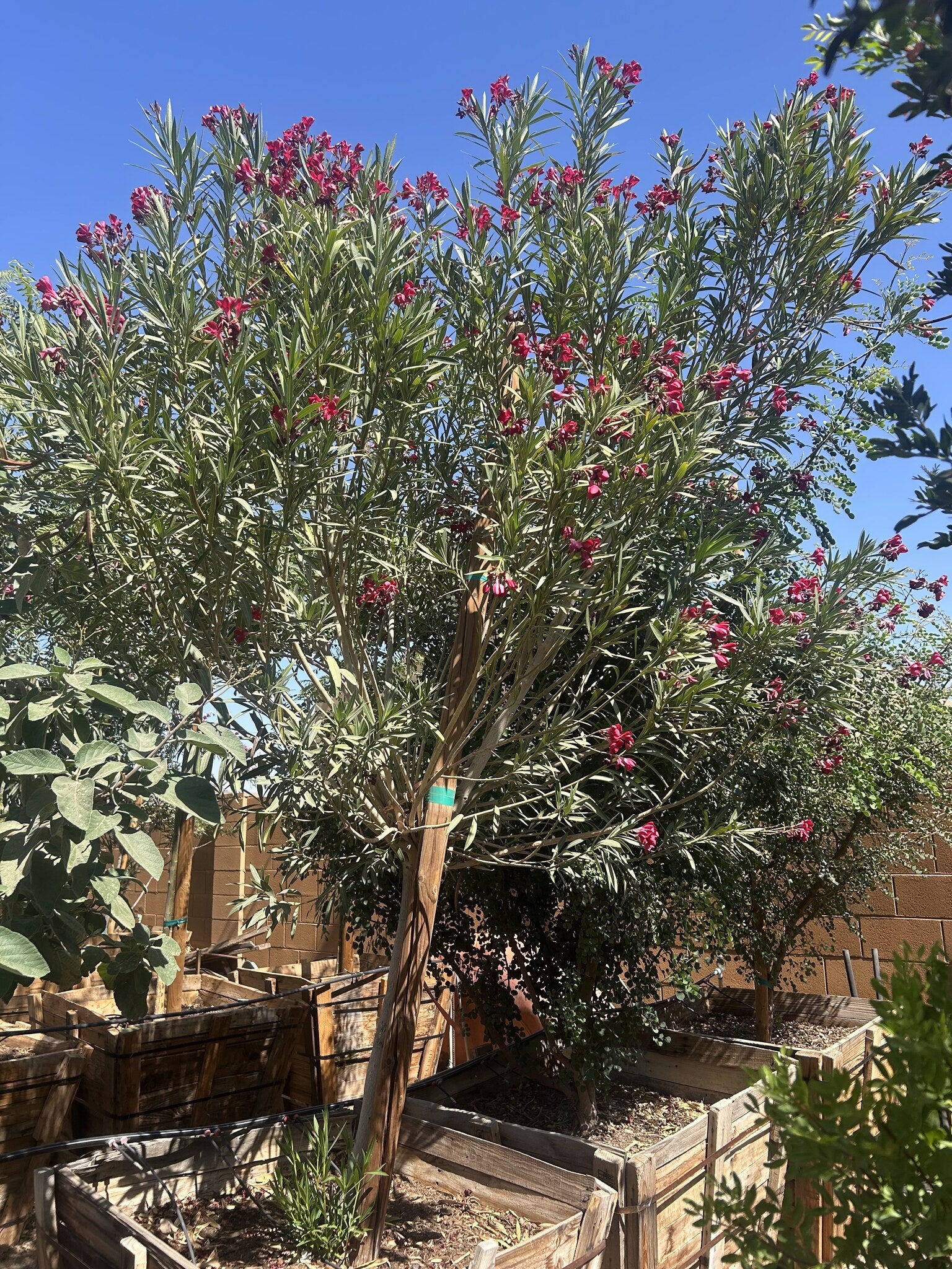 Red Oleander Tree - 36" Box