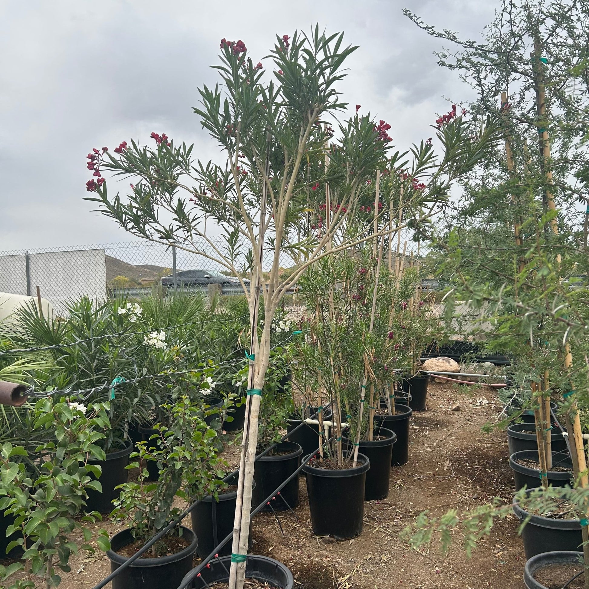 15 gallon Red Oleander tree (Nerium oleander) in nursery — Phoenix, AZ