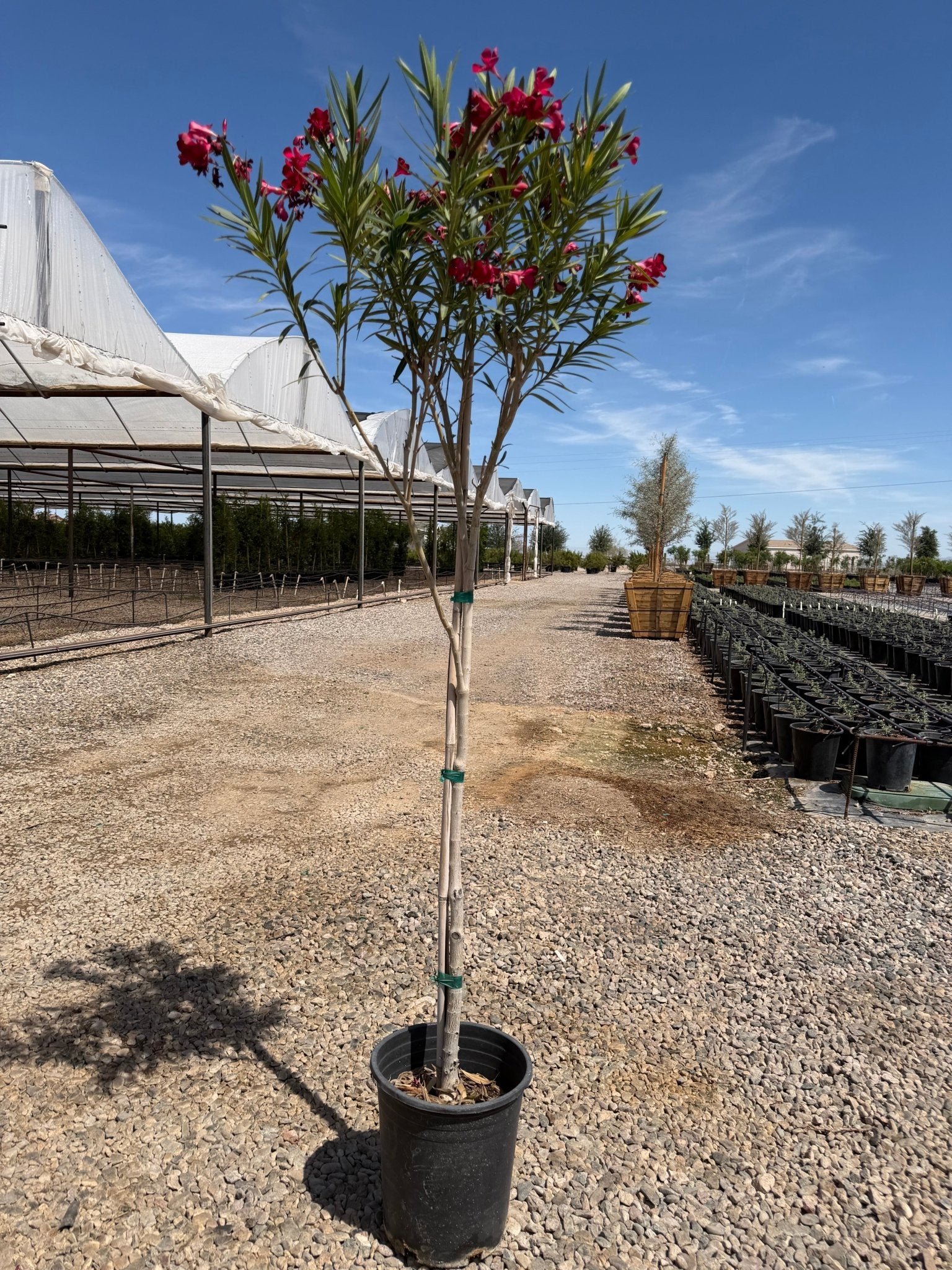 5 gallon Red Oleander Tree (Nerium oleander) in nursery pot on gravel — Phoenix, AZ