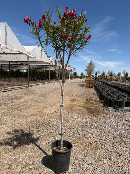 5 gallon Red Oleander Tree (Nerium oleander) in nursery pot on gravel — Phoenix, AZ