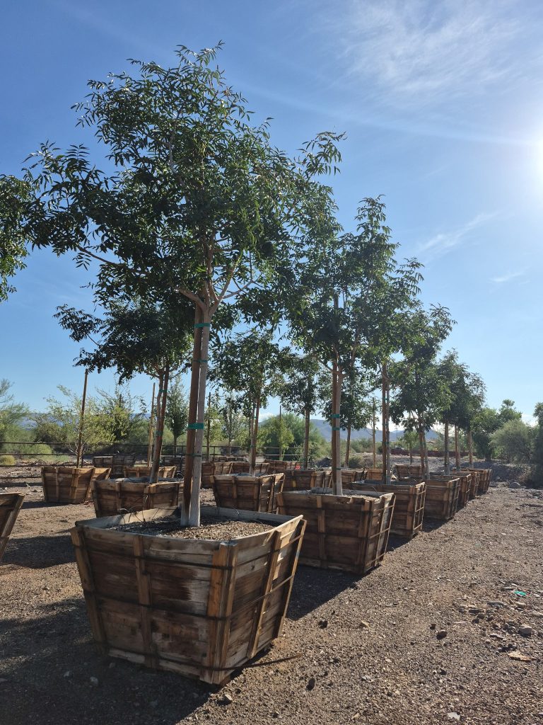 Chinese Pistache 'Red Push'