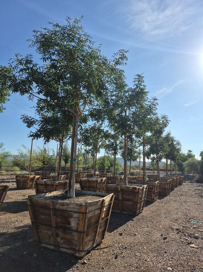 Chinese Pistache 'Red Push'