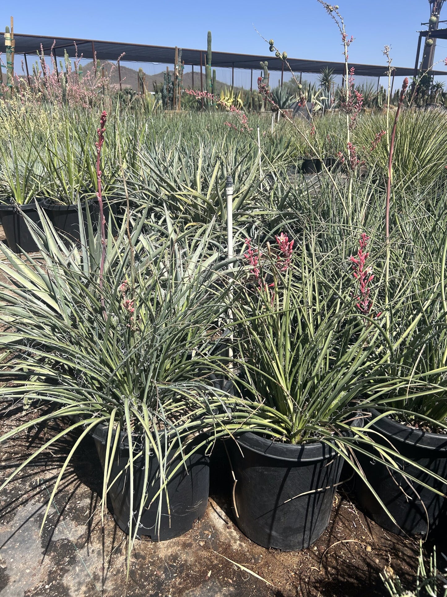 Red Yucca 10/15 Gallon
