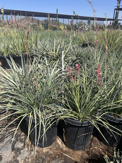 Red Yucca 10/15 Gallon