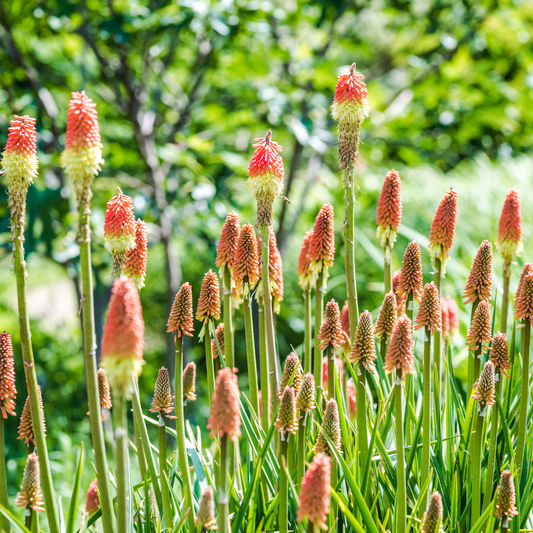 Red Hot Poker