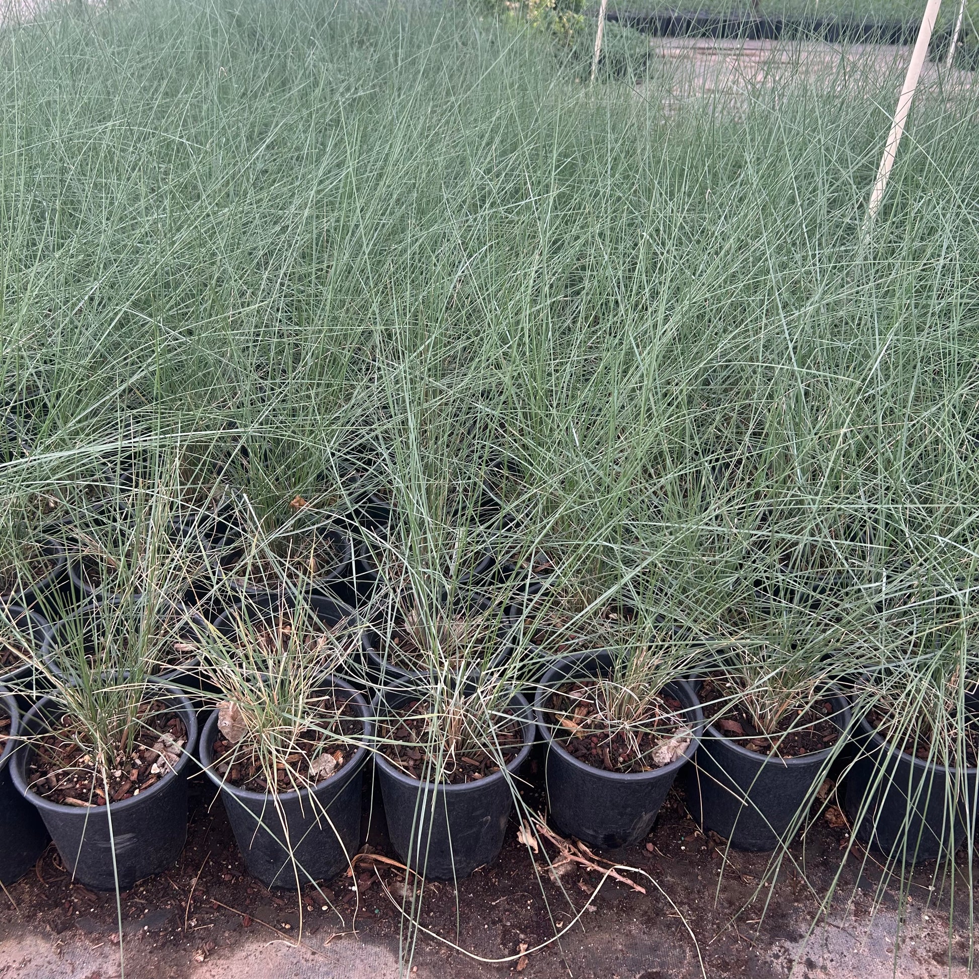1 gallon Regal Mist Muhly Grass (Muhlenbergia capillaris 'Regal Mist') in nursery pot — Phoenix, AZ