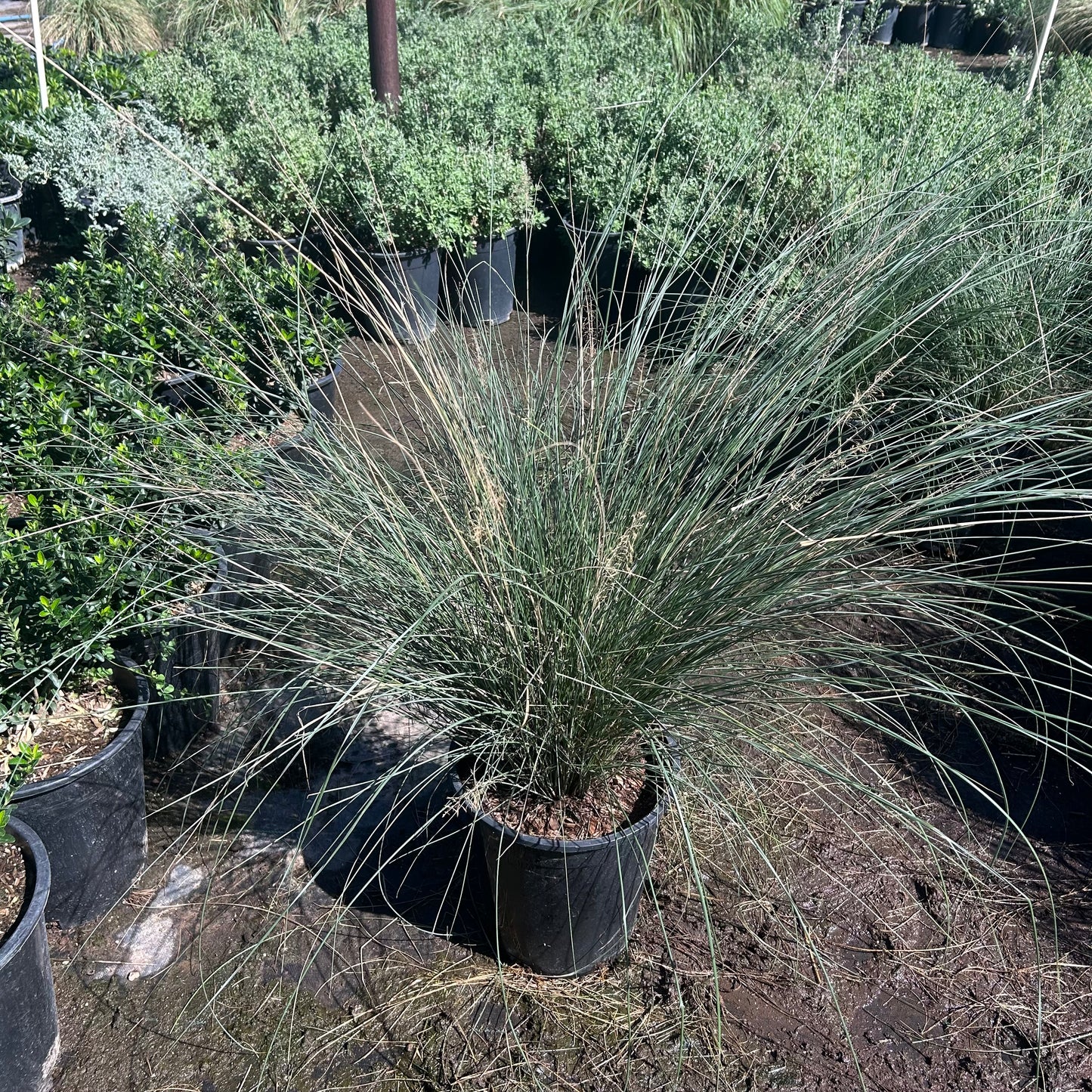 5 gallon Regal Mist Texas Sage (Leucophyllum frutescens 'Regal Mist') in nursery pot — Phoenix, AZ