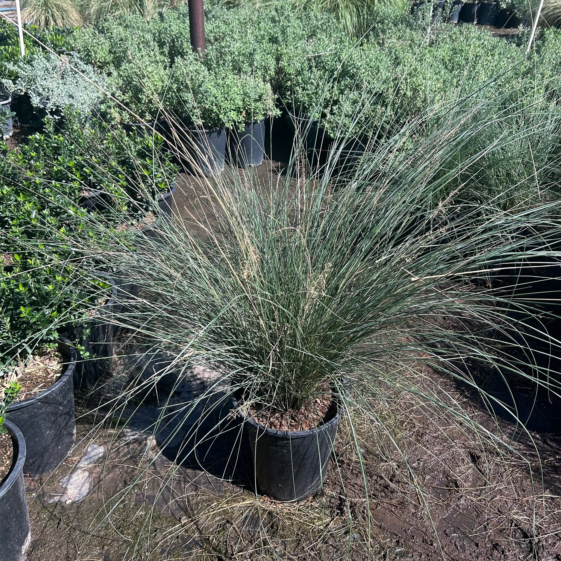5 gallon Regal Mist Texas Sage (Leucophyllum frutescens 'Regal Mist') in nursery pot — Phoenix, AZ