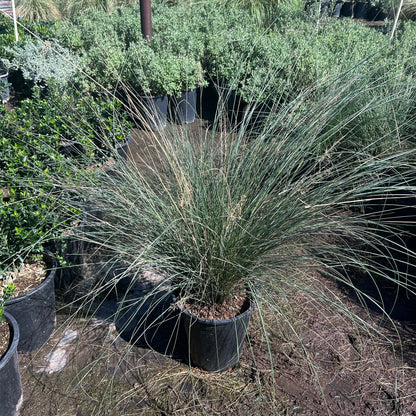 5 gallon Regal Mist Texas Sage (Leucophyllum frutescens 'Regal Mist') in nursery pot — Phoenix, AZ