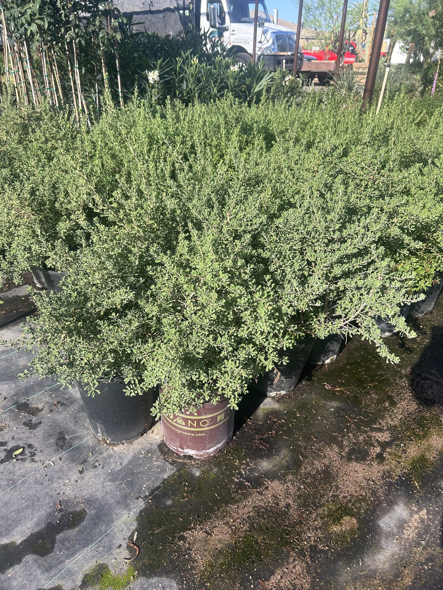 Rio Bravo Sage - 3/5 Gallon