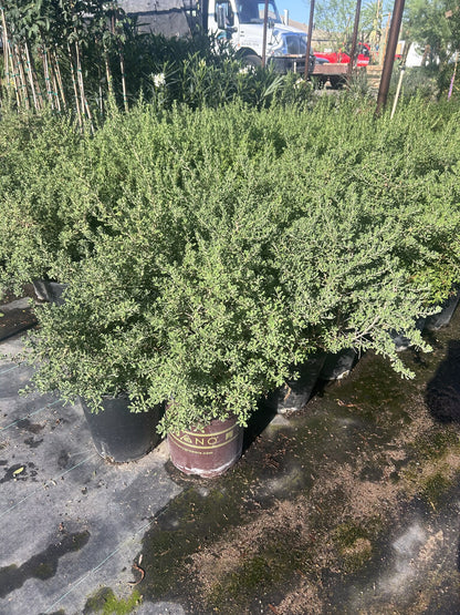 Rio Bravo Sage - 3/5 Gallon