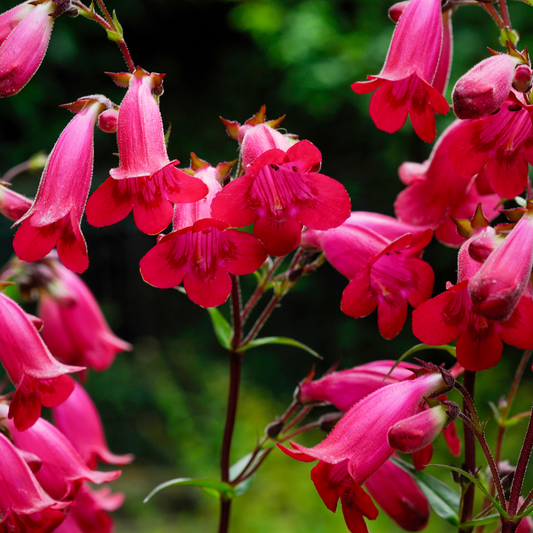 Rock Penstemon