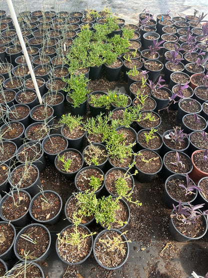 Rocky Point Ice Plant