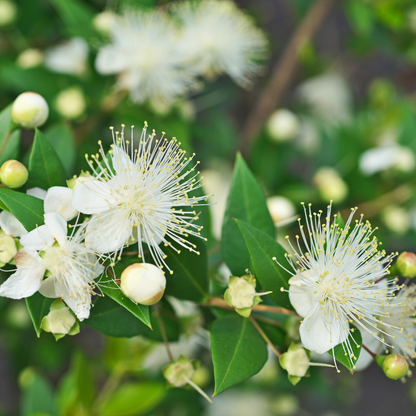 Roman Myrtle (twisted)