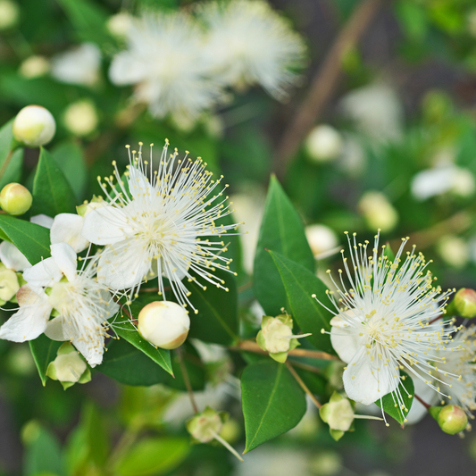 Roman Myrtle (twisted)