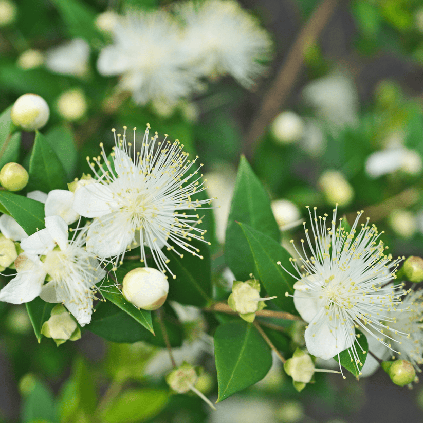 Buy Roman Myrtle Phoenix, AZ | Myrtus communis | Three Timbers – Three ...