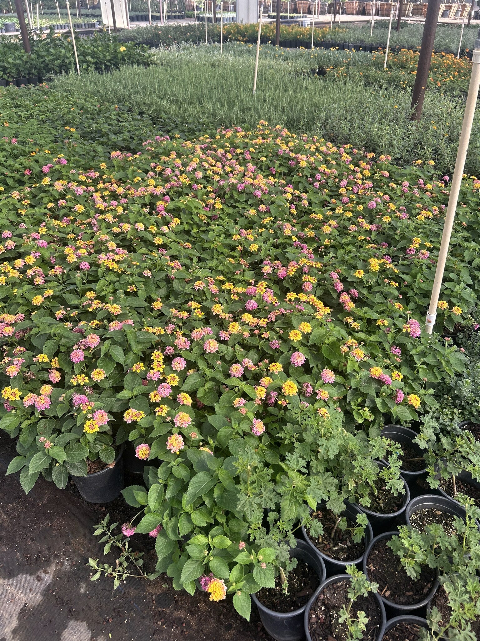 Rose/Pink Lantana 3/5 Gallon