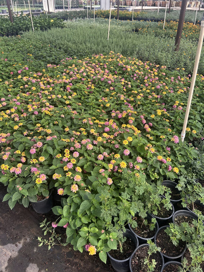 Rose/Pink Lantana 3/5 Gallon