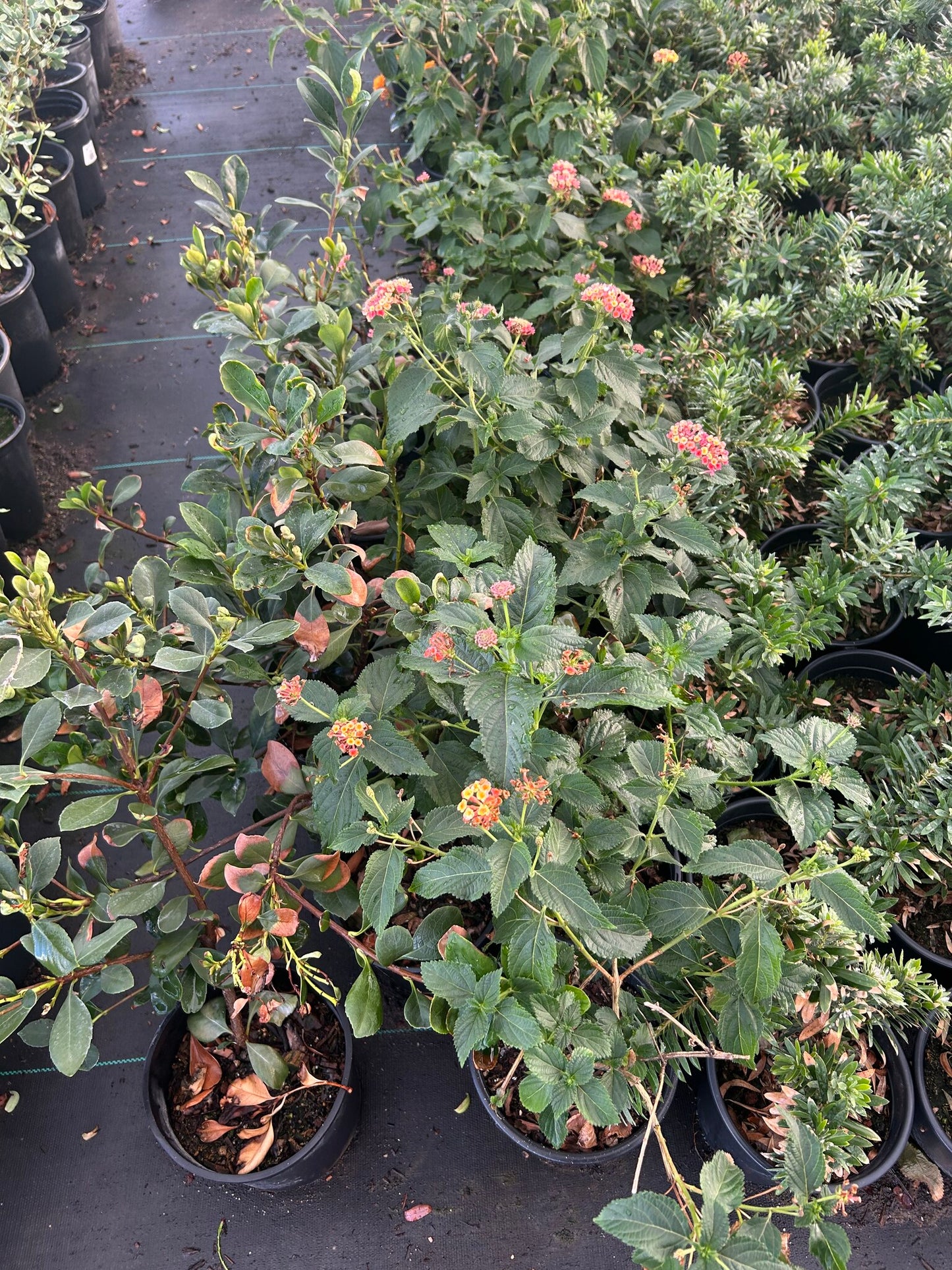 Rose Lantana