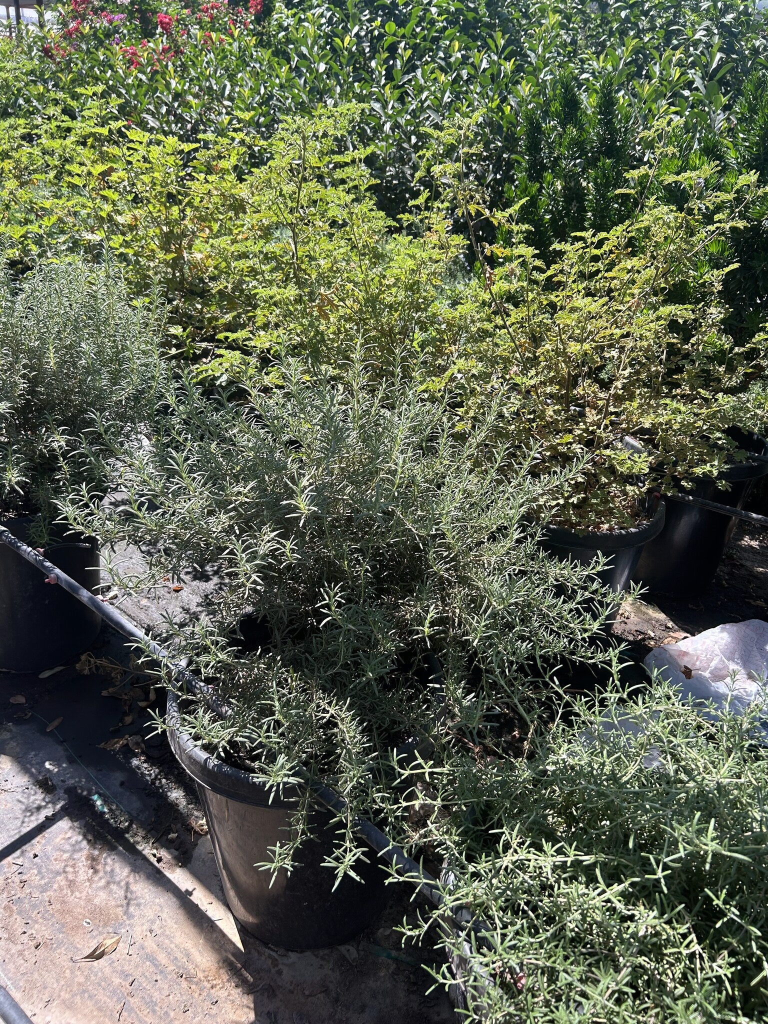 Rosemary 'Tuscan Blue' 10/15 Gallon
