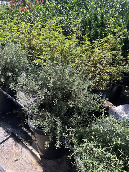Rosemary 'Tuscan Blue' 10/15 Gallon