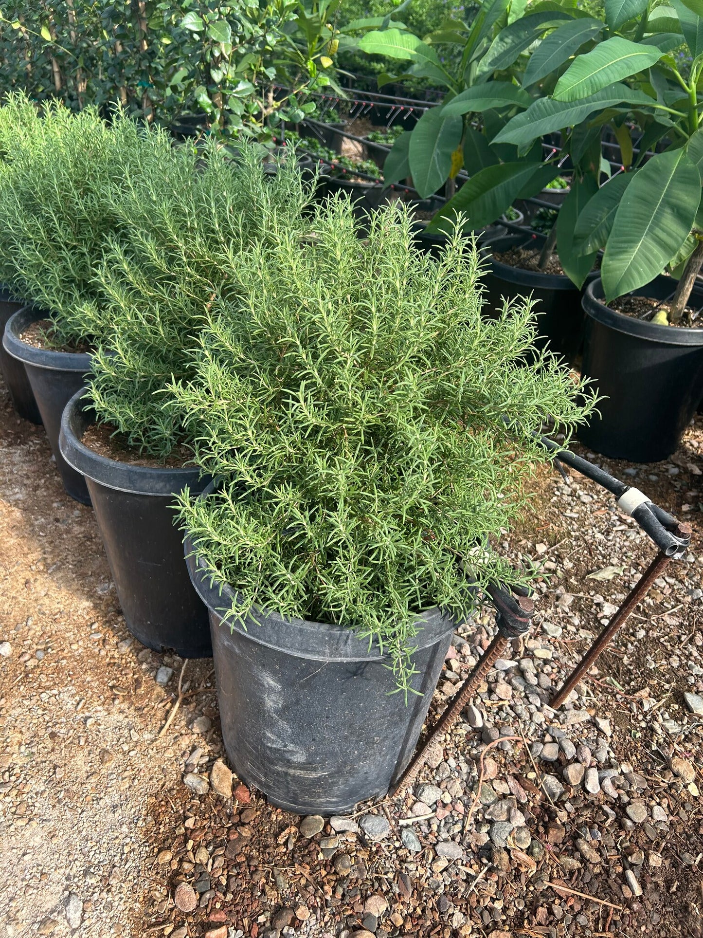 Rosemary 'Tuscan Blue'
