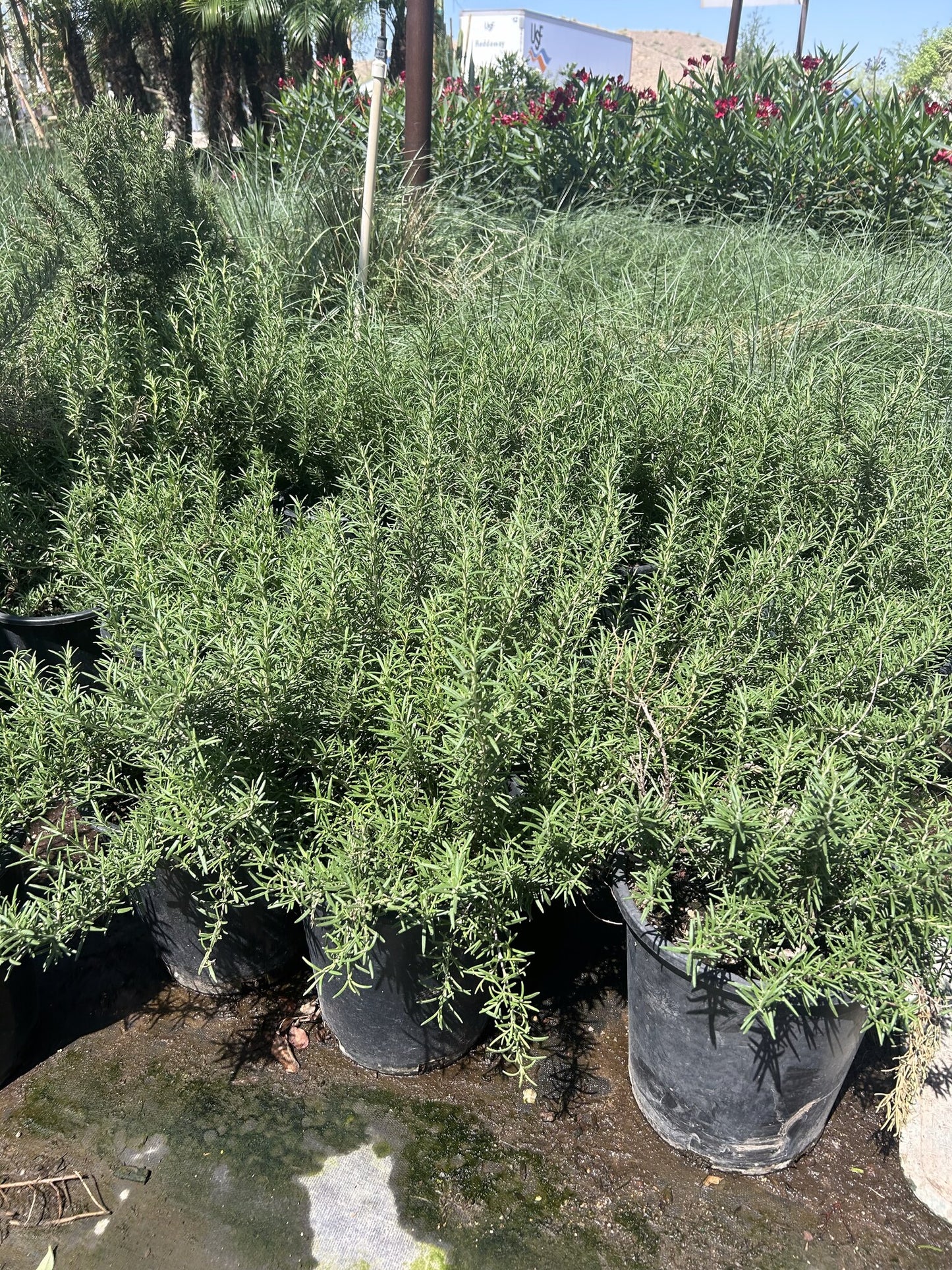 Rosemary 'Tuscan Blue' 3/5 Gallon