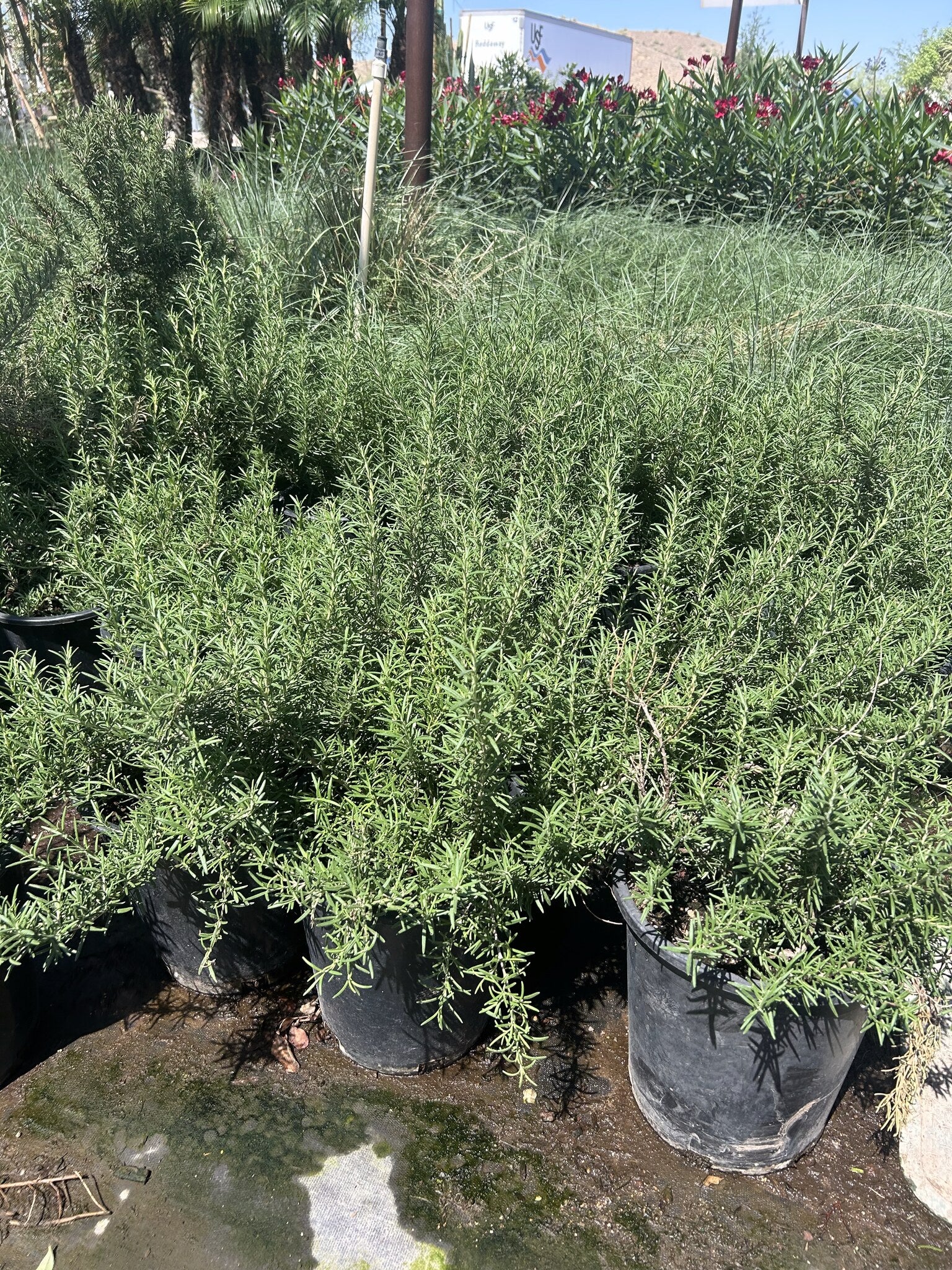 Rosemary 'Tuscan Blue' 3/5 Gallon