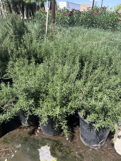 Rosemary 'Tuscan Blue' 3/5 Gallon