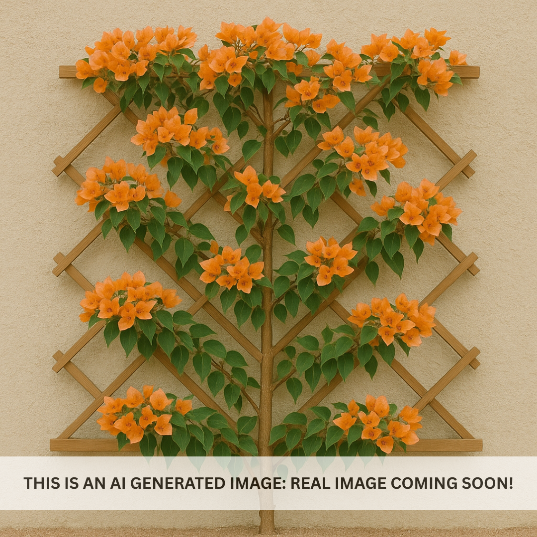 Rosenka Bougainvillea Espalier