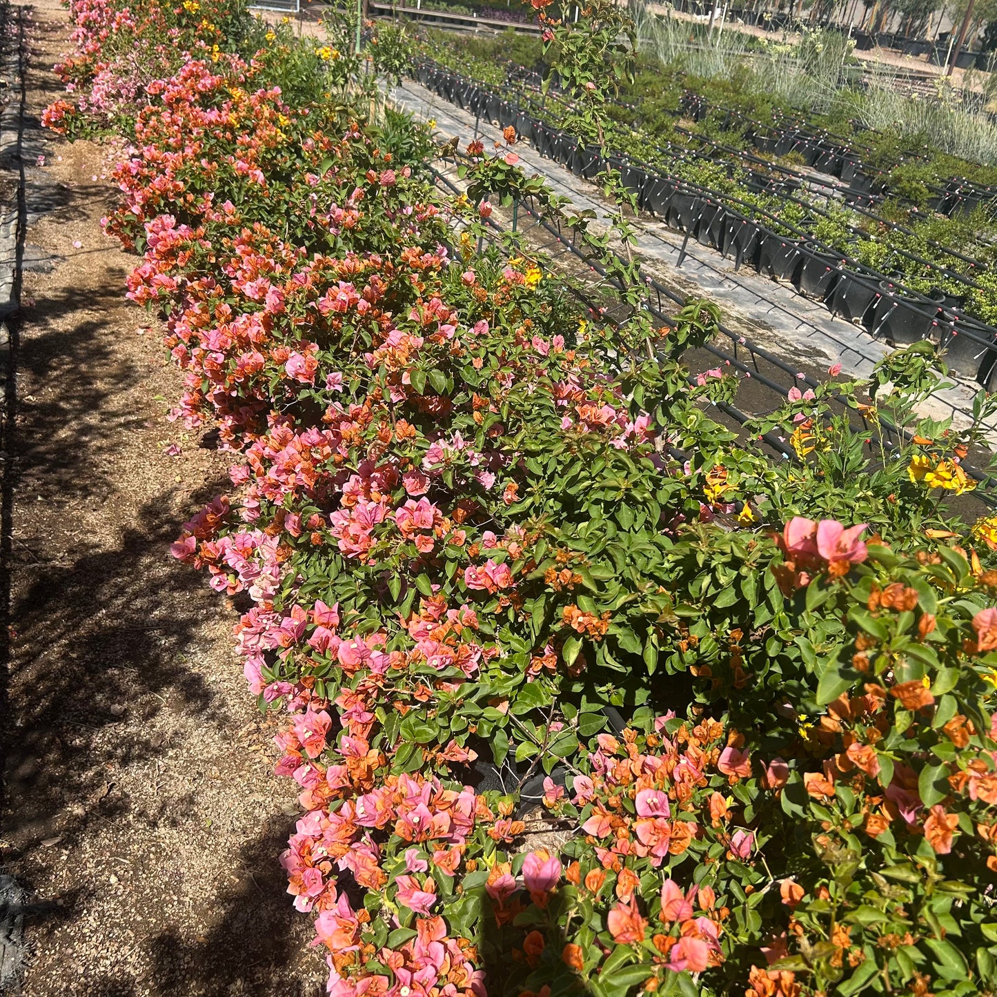 5 gallon Rosenka Bougainvillea (Bougainvillea 'Rosenka') in nursery pot — Phoenix, AZ