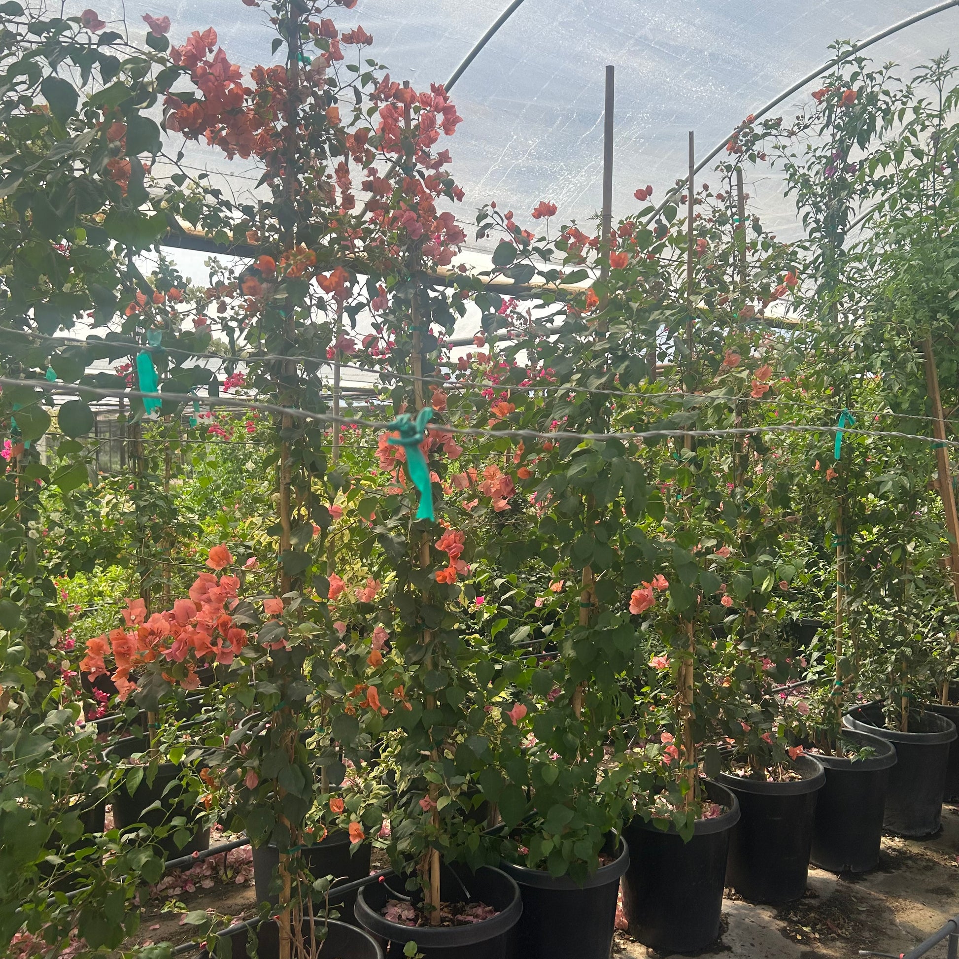 Rosenka Bougainvillea staked 15 gallon plants with red-orange bracts in nursery greenhouse — Phoenix, AZ