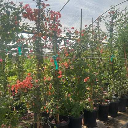 Rosenka Bougainvillea staked 15 gallon plants with red-orange bracts in nursery greenhouse — Phoenix, AZ