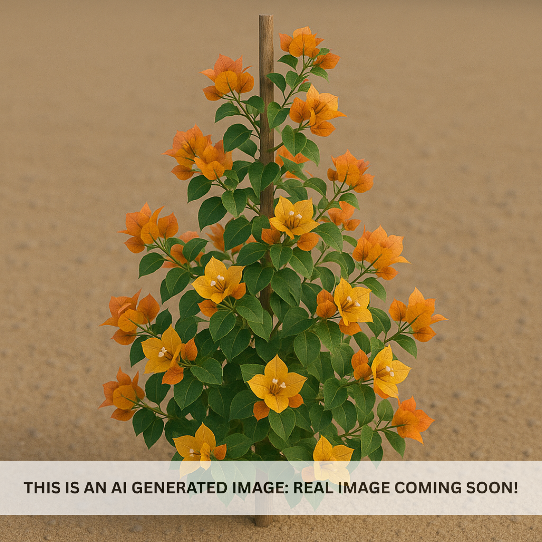 Bougainvillea 'Rosenka'-Staked