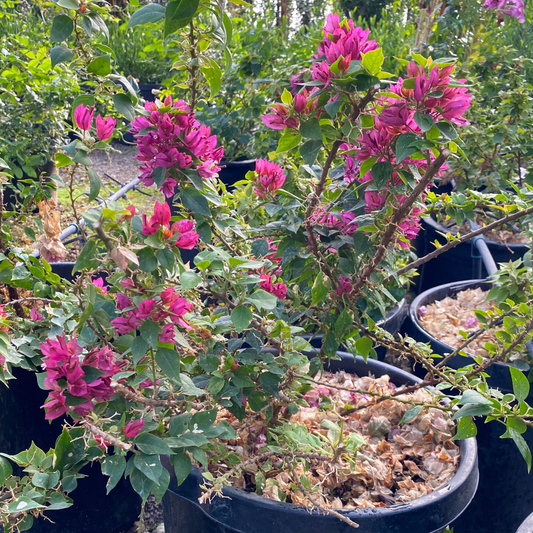 Purple Bougainvillea-Staked