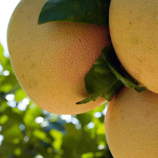 Ruby Red Grapefruit Under Ripe Citrus – Three Timbers Landscape Materials