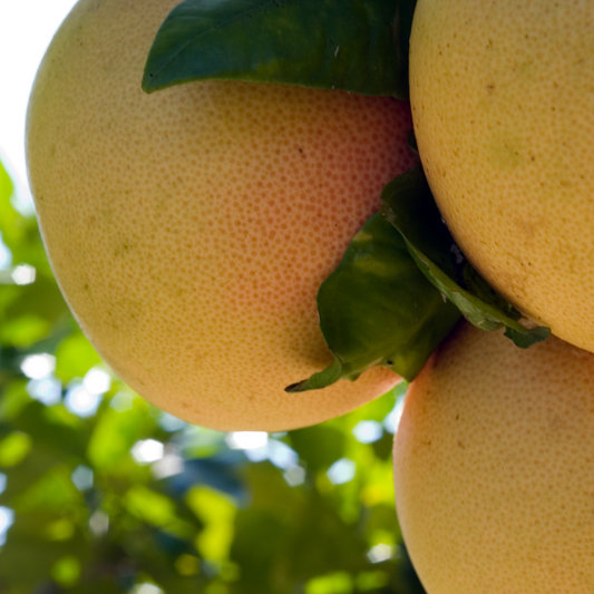 Ruby Red Grapefruit