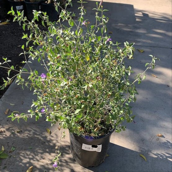 Baja Ruellea Buy Desert Ruellia Phoenix, AZ | Ruellia peninsularis | Three Timbers ...