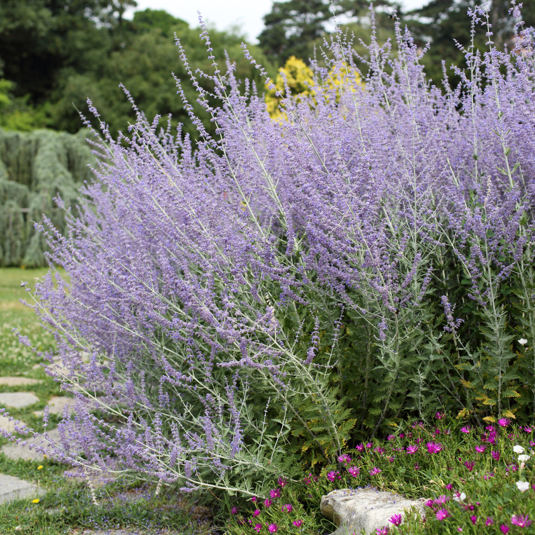 Russian Sage