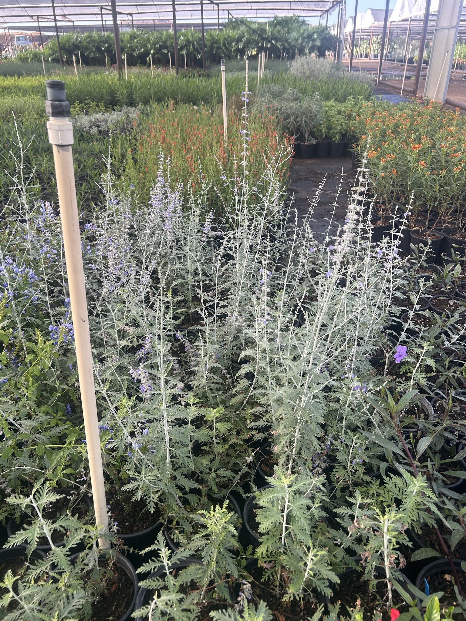Russian Sage
