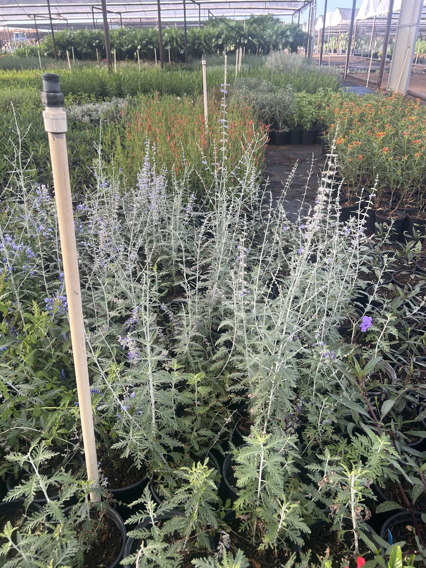 Russian Sage
