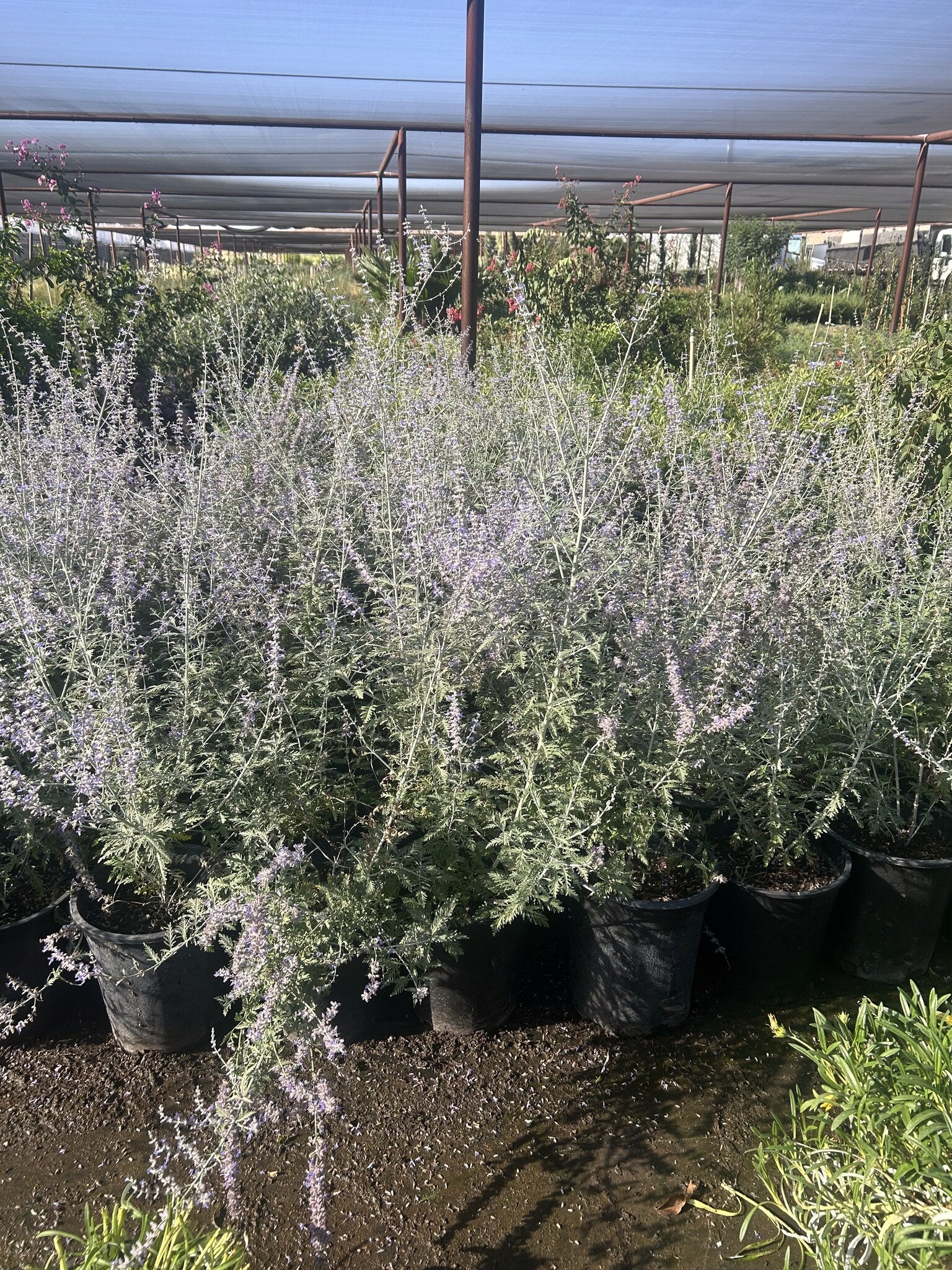 Russian Sage - 3/5 Gallon