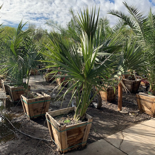 Cabbage Palm